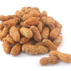 Peanuts Dry Roasted in Shell Australian 20kg